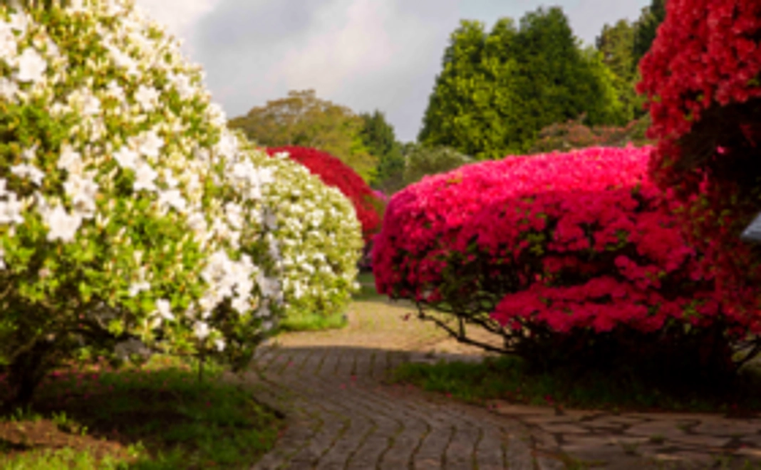 つつじしゃくなげフェア2023ペア入園券(2名)