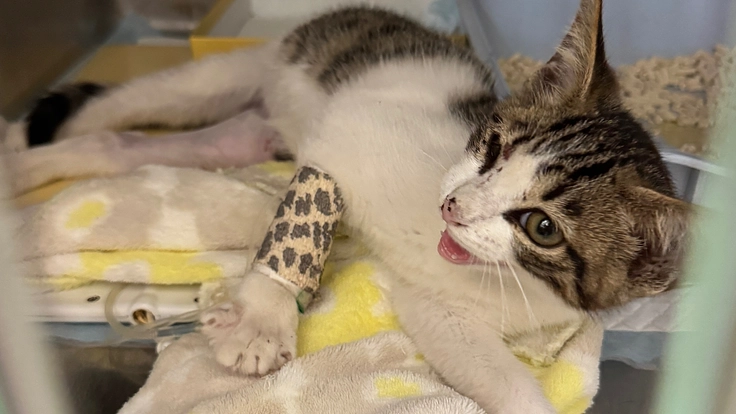 事故で骨折した野良子猫の治療費の支援をお願いします