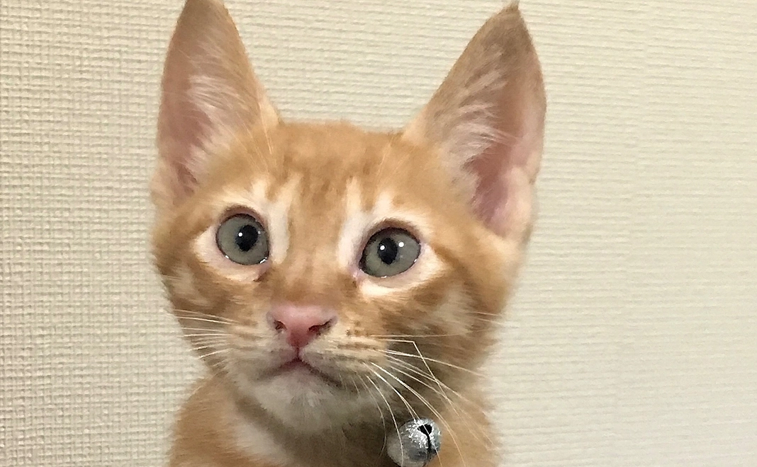 感謝のメールと画像2枚