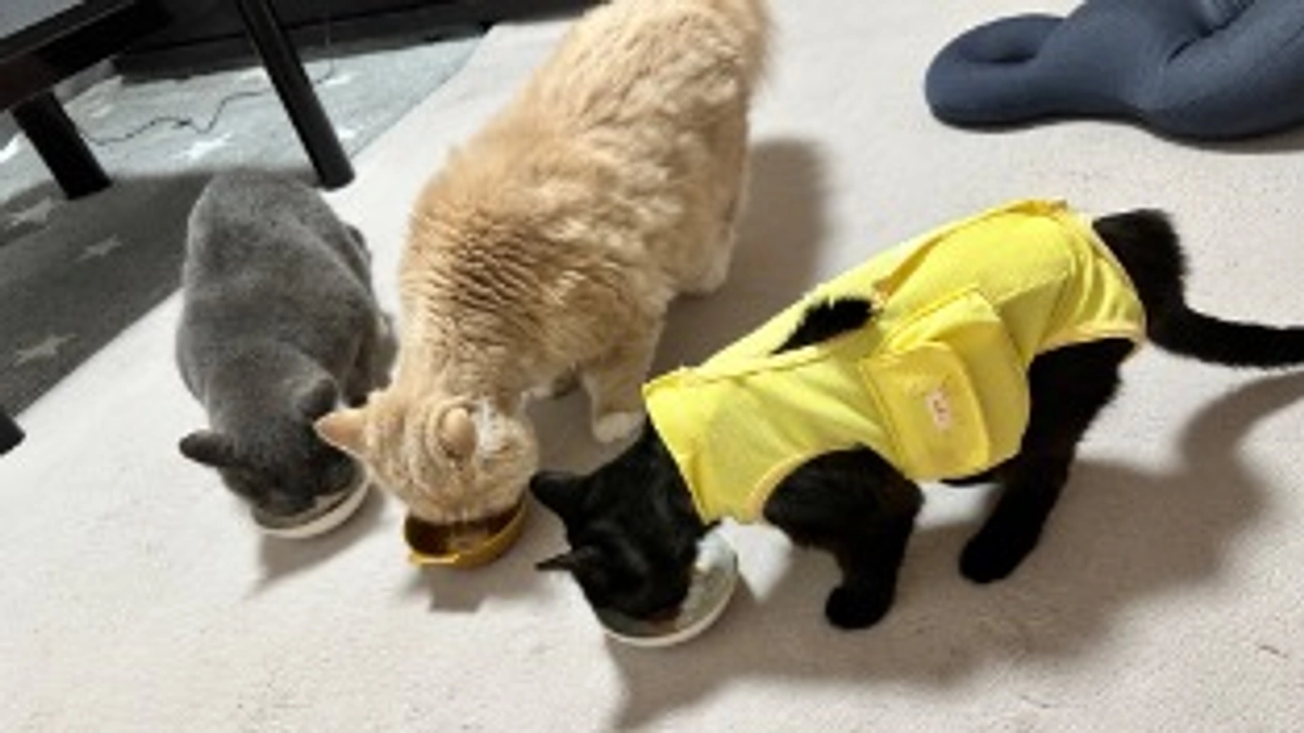 🆘🆘明日、日曜23時まで😱🆘🆘