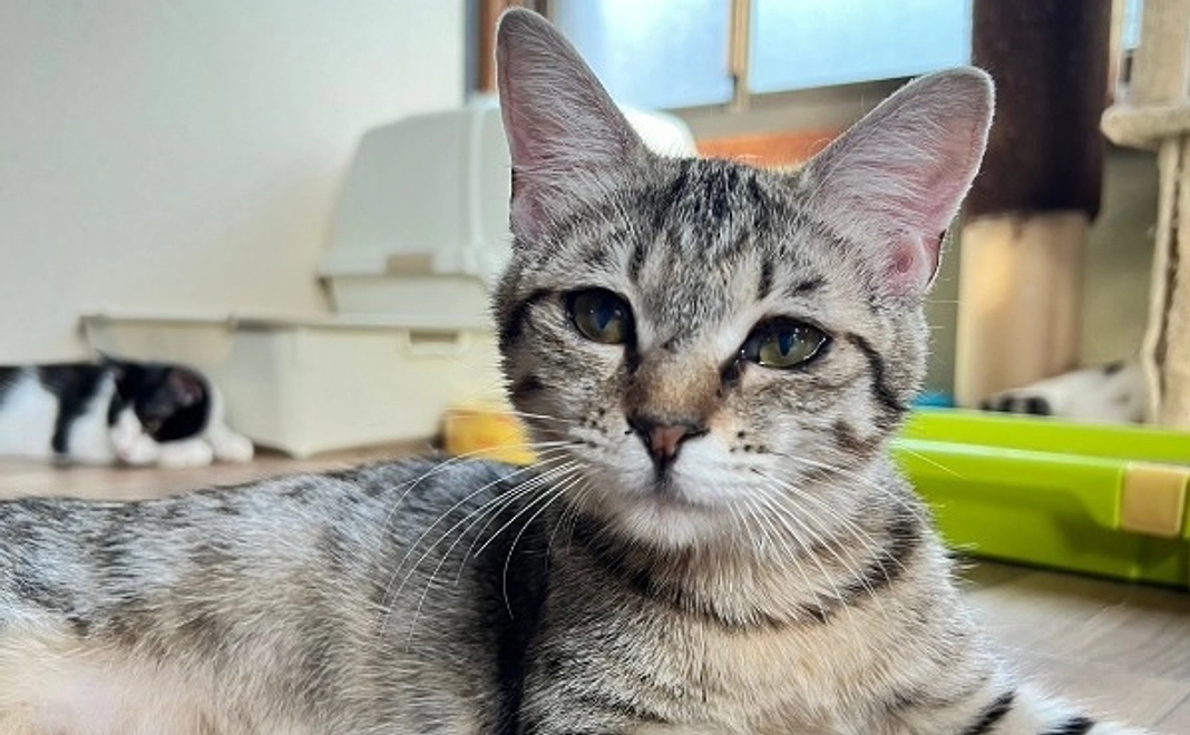 全力応援コース｜1万円