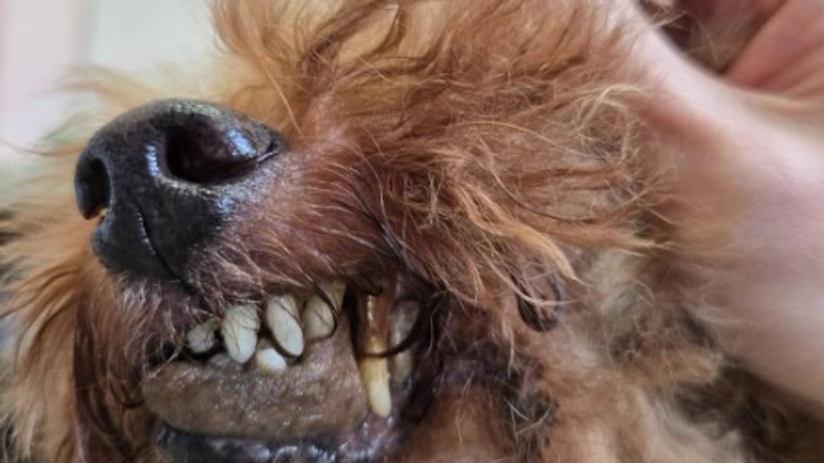 【緊急保護】お盆なのに、どこも断る飼育放棄の依頼が入ります！しかも色々悲しい！