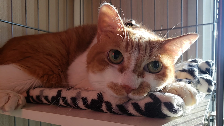 FIP闘病中のいっちゃんを救いたいです！助けてください！！