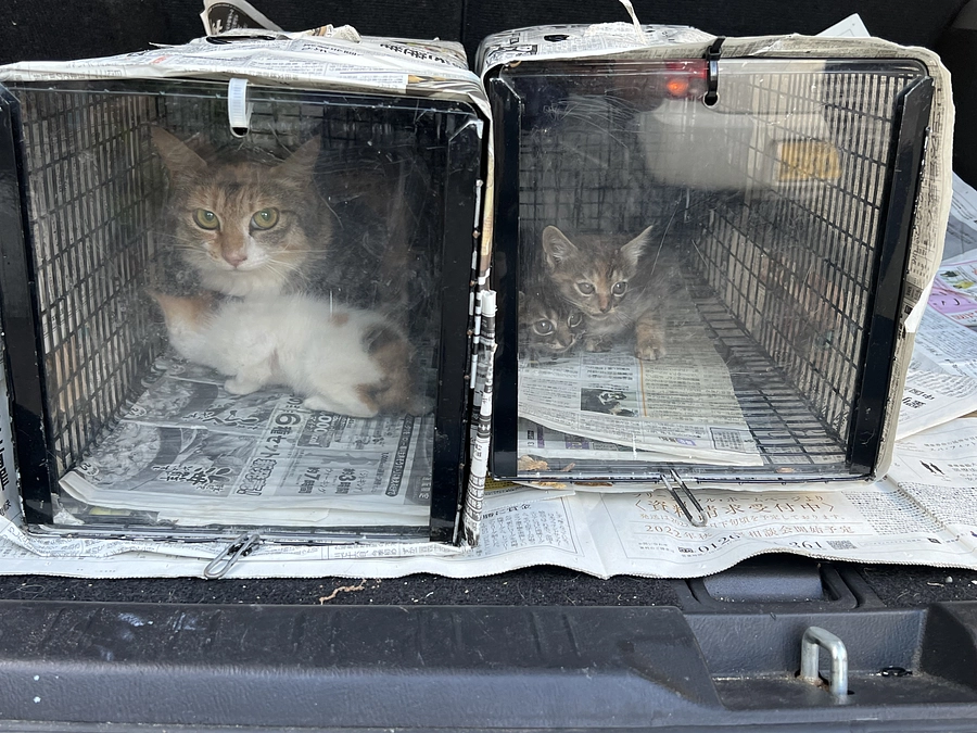 親子猫を保護しました