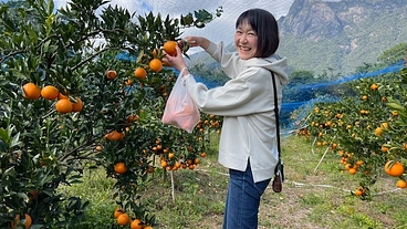 世界自然遺産屋久島特産タンカン収穫体験できる観光農園を開設したい。