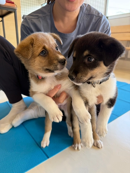 第3期生 パピーケアプログラムがスタート！