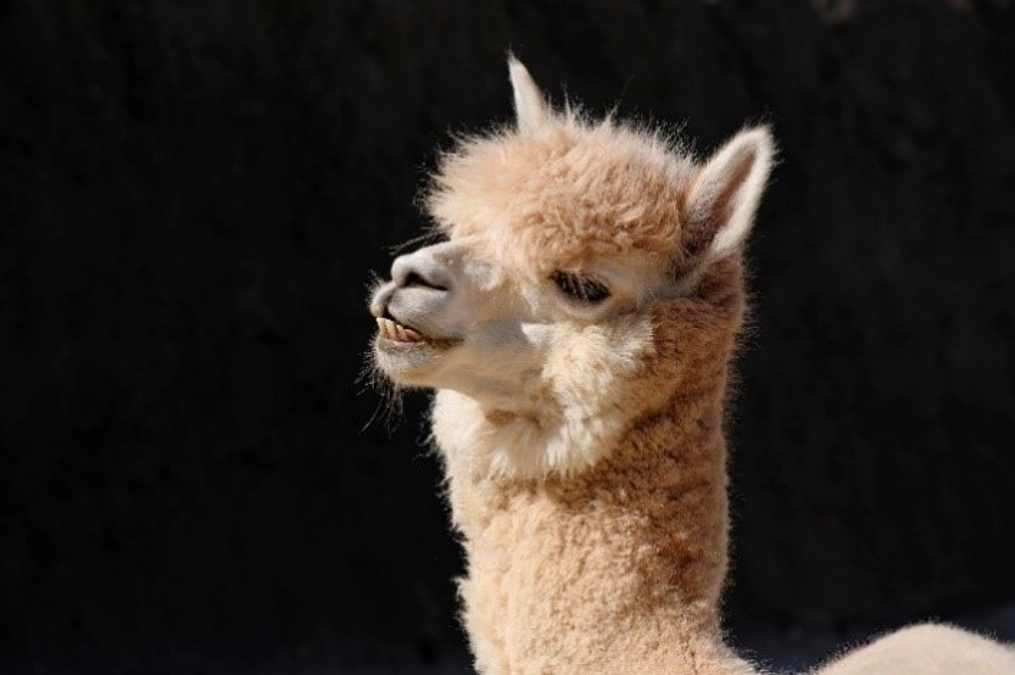 アルパカたちの活動報告（４）：ワークショップは大人気！！