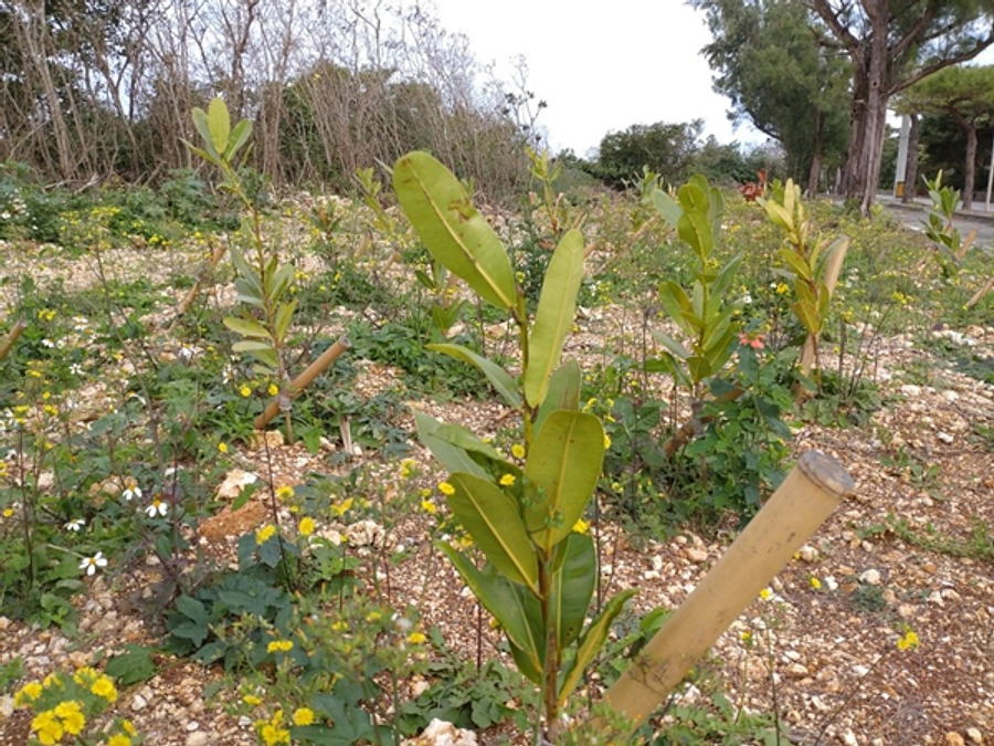 公益財団法人日本自然保護協会のサシバの保全のための取り組み（越冬地）