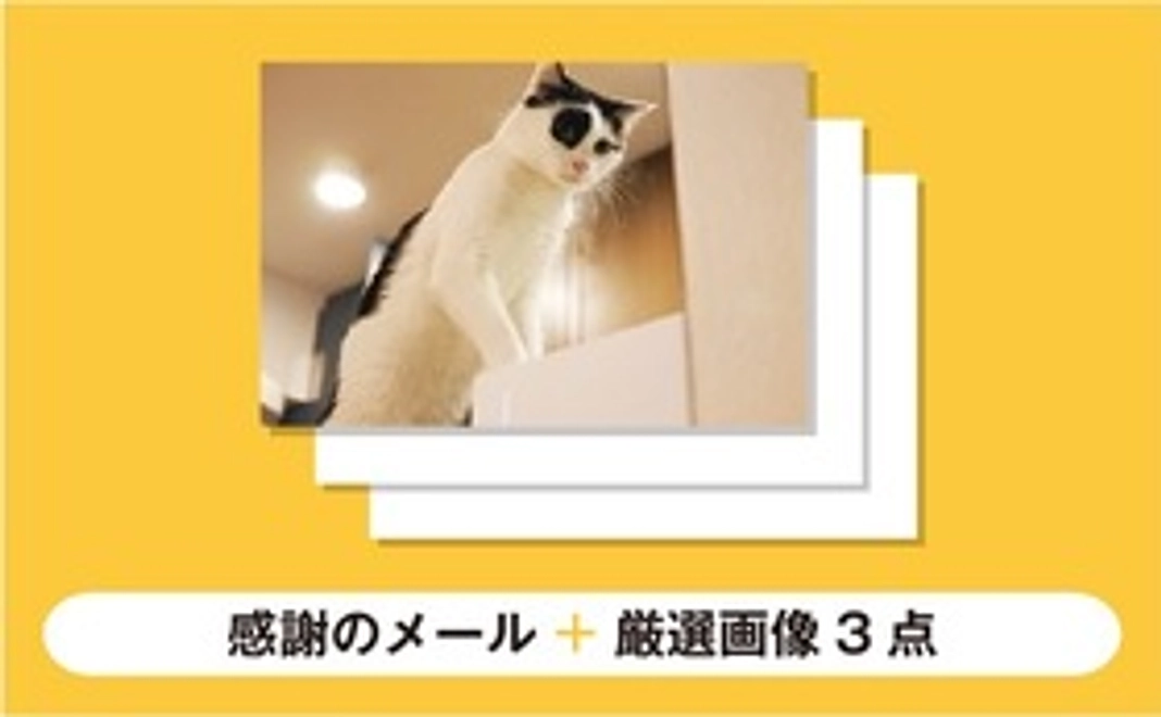 【パンきゅん応援　1000】