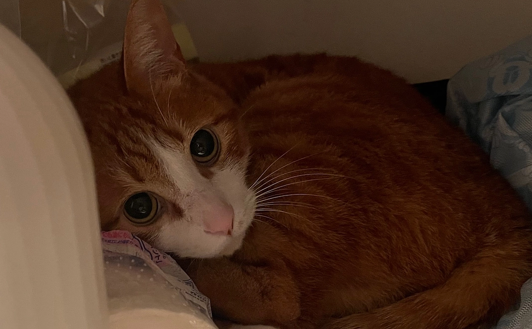 感謝のメッセージ