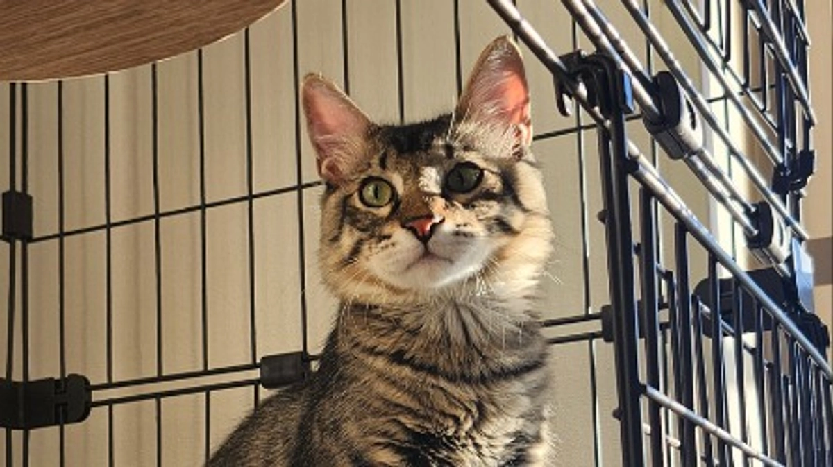 キジくん経過報告（12/6)