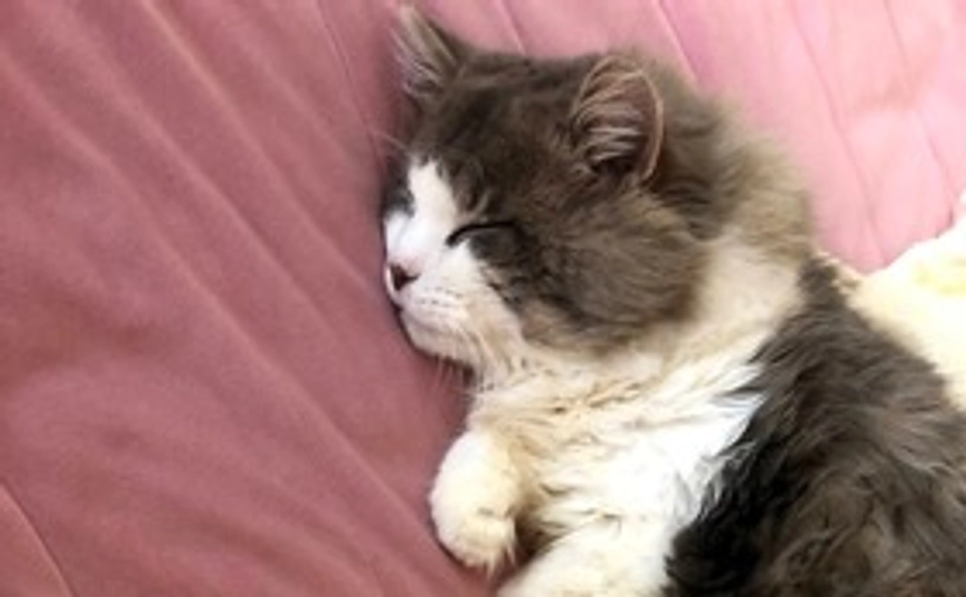 1_【じゃん全力応援】お礼のメールと笑顔になれる写真