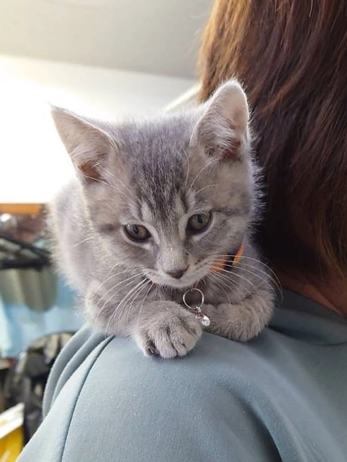 子猫、お見合いしました！