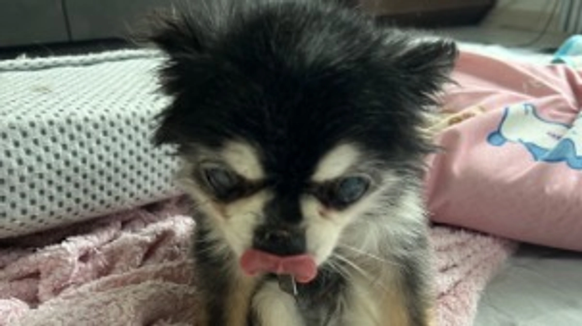 最近のプッチです