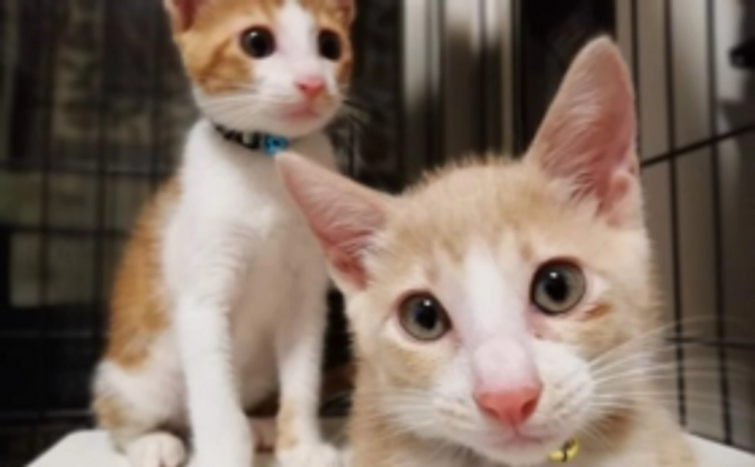 【かぎしっぽサポーター】猫2匹分の避妊・去勢手術代になります