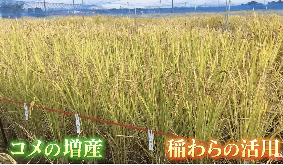 新潟のテレビで私たちの取り組みが紹介されました