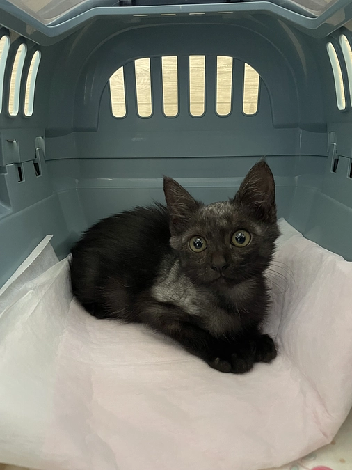 再開発地域置き去り猫さん、最後の1頭？