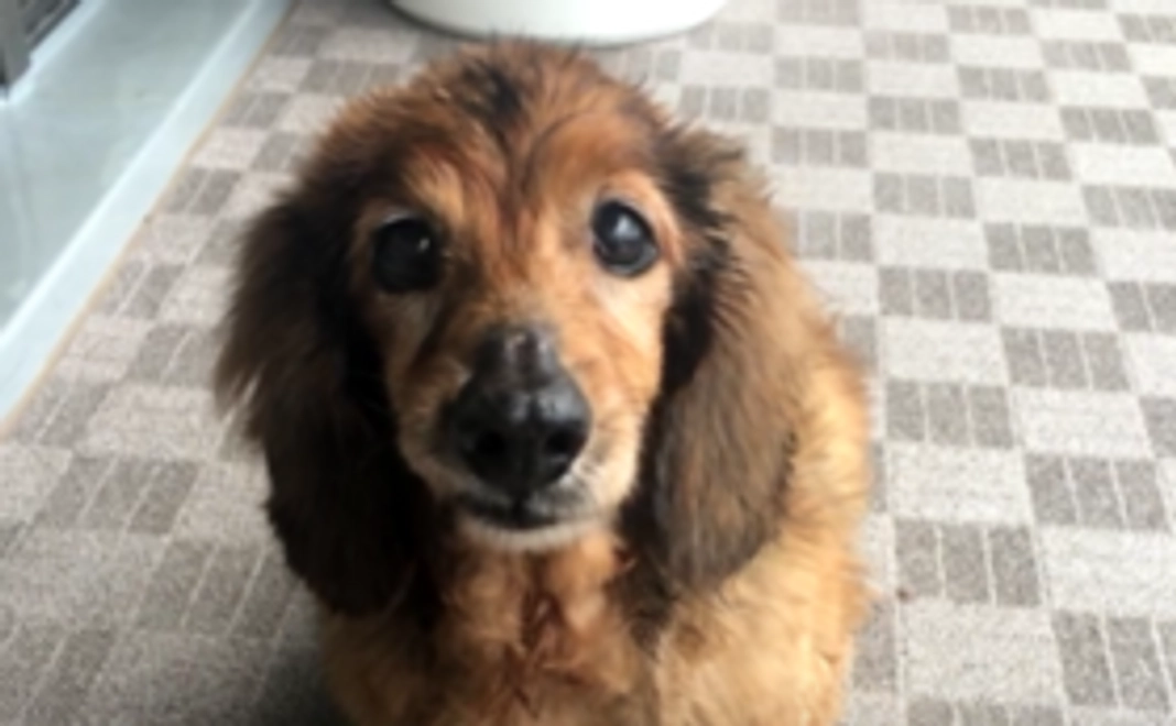 「ちっちゃいワン仔の家」オープンをもっとお祝い！