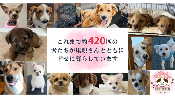 保護犬たちの命を救い、幸せへと繋ぐトリミング室併設の施設を作りたい 2枚目