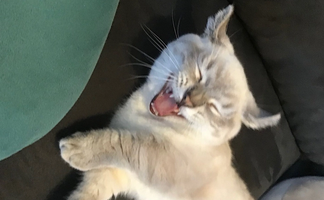 感謝のメールと画像2枚