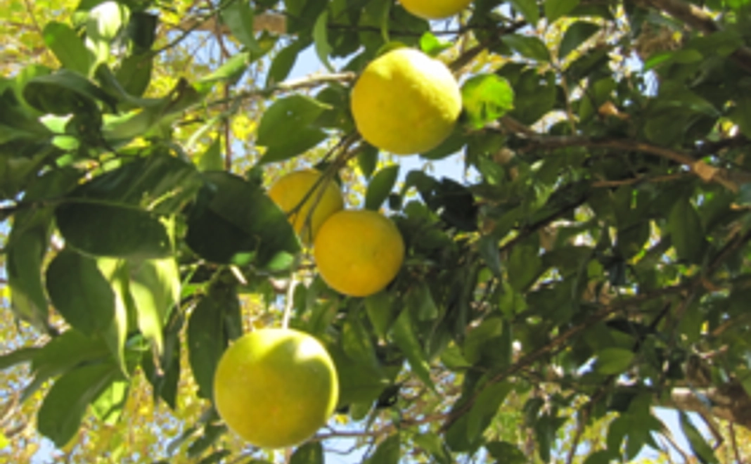 リターン不要のご支援【5000円】