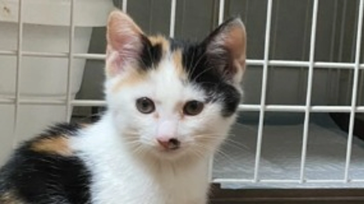 駆虫と、子猫の健康状態、里親募集の進捗状況