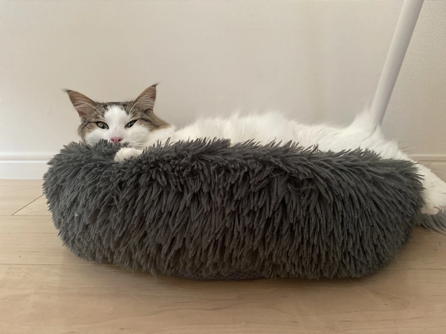 最近のメロディと代理支援のご案内