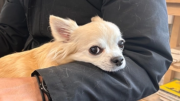 チワワの銀さんの僧帽弁閉鎖不全症を治す手術費の支援をお願いします のトップ画像