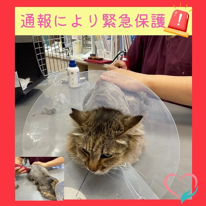 🚨引越しで置き去りにされた10歳の猫を緊急保護🚨