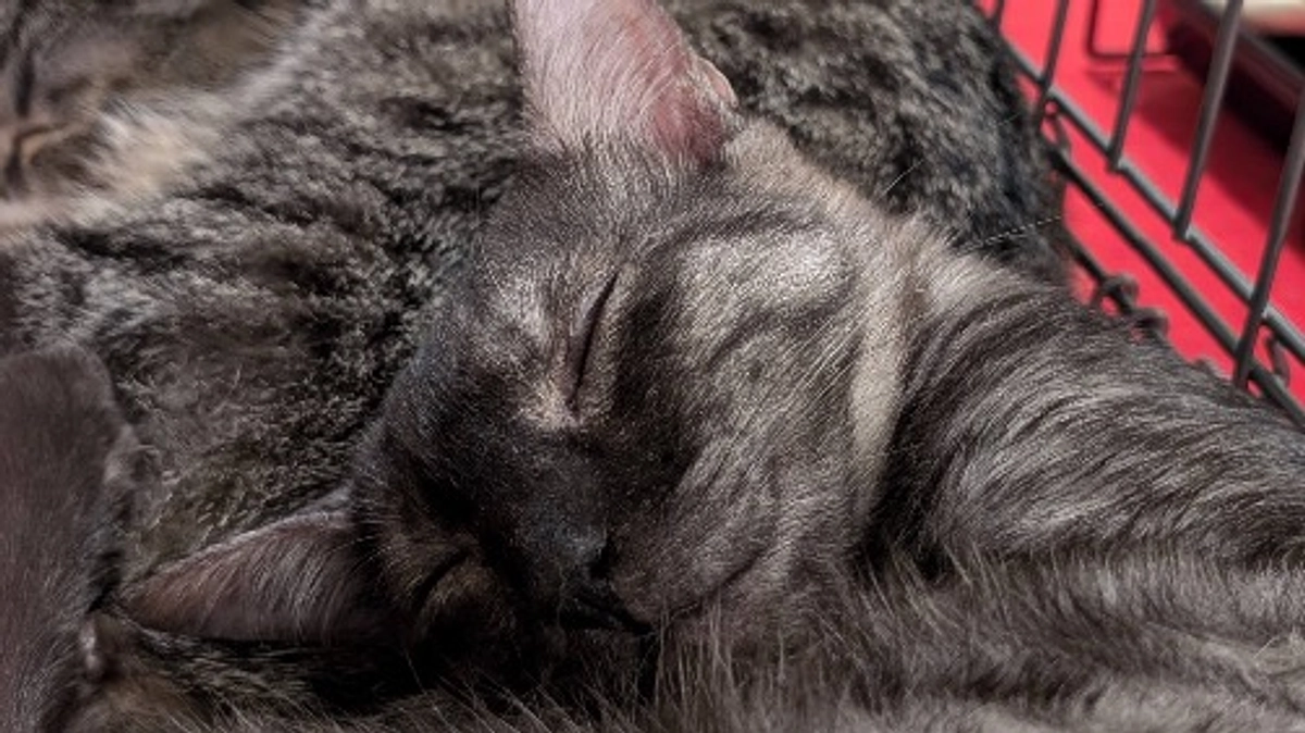 保護猫を家族に迎えませんか　〜定期譲渡会を開催しました〜