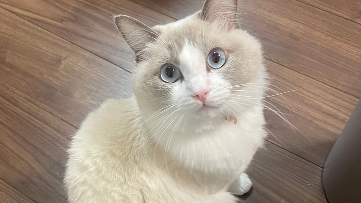 【FIP】難病と戦うそらまるを助けたい