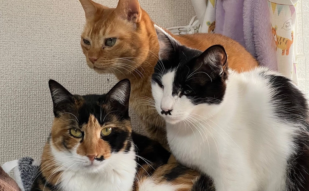 毎月応援２０００円コース