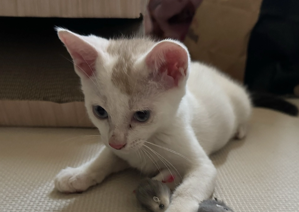 シンバ初ゴロゴロ！