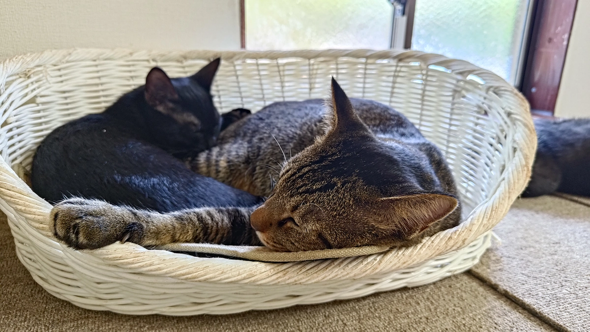 朋猫便り　②活動報告 byおきゅうQ