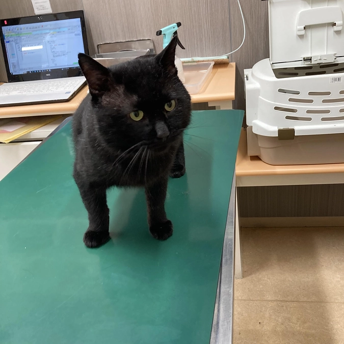 みぃちゃん＆ネロちゃん　心臓検査でした