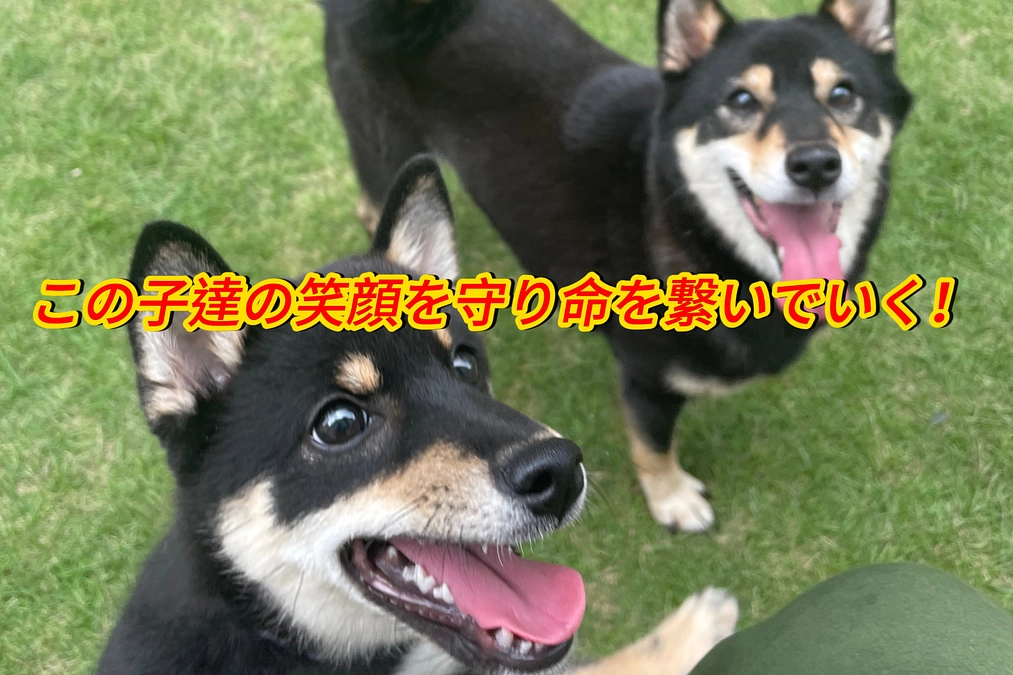 保護猫（かつぶし）