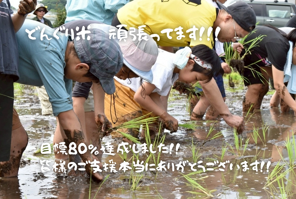 目標金額８０％達成！！多くのご支援ありがとうございます！今年のお米づくりの様子お伝えします。