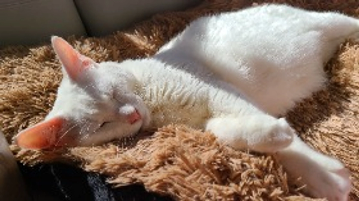 ネクストゴール達成しました！