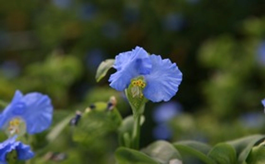 シンプルご支援コース3000