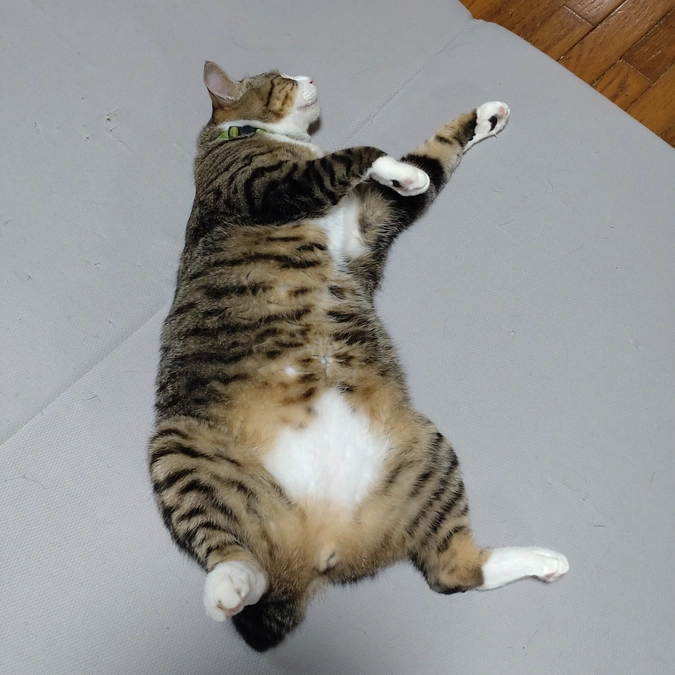 ヘソ天💤💤💤