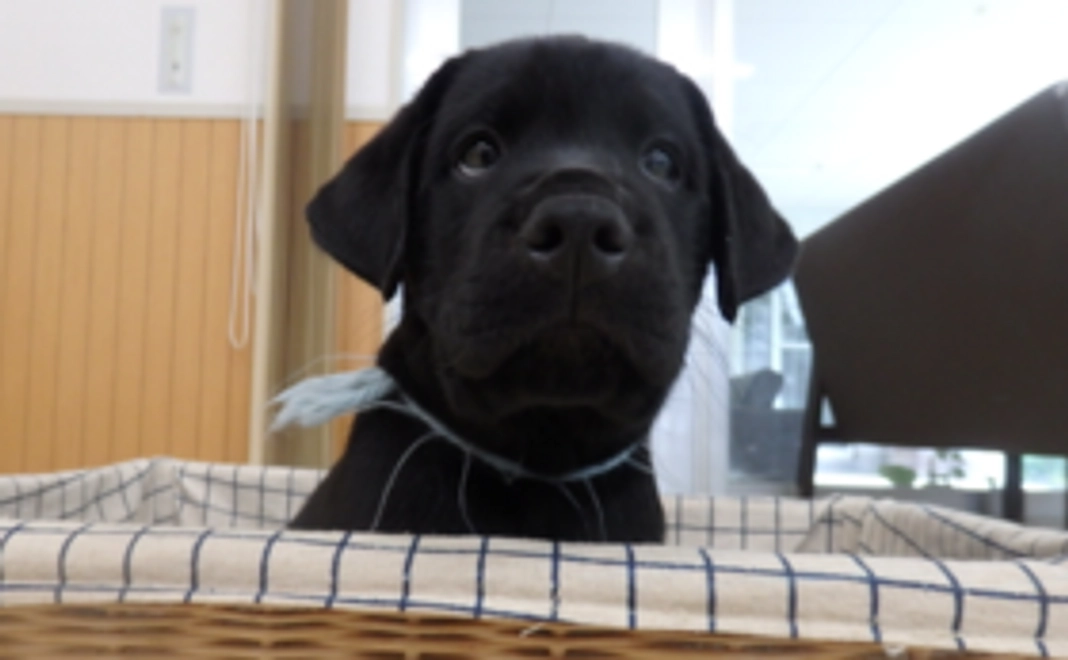 ②【税額控除対象】盲導犬応援コース(10,000円)