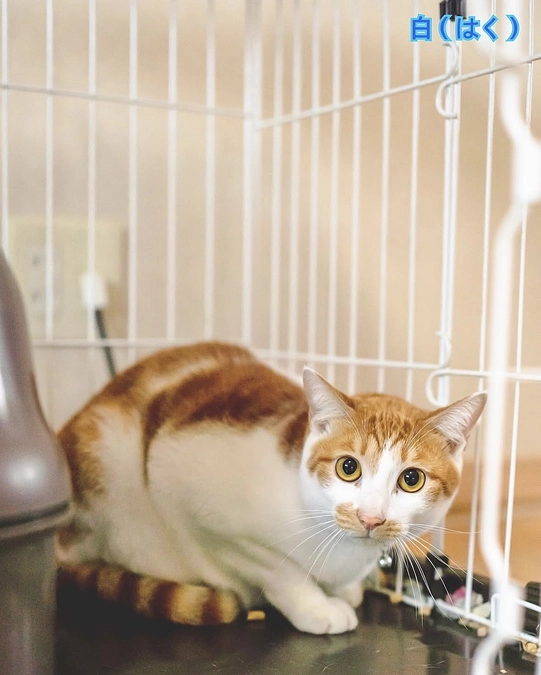 無断で火葬されてしまいました