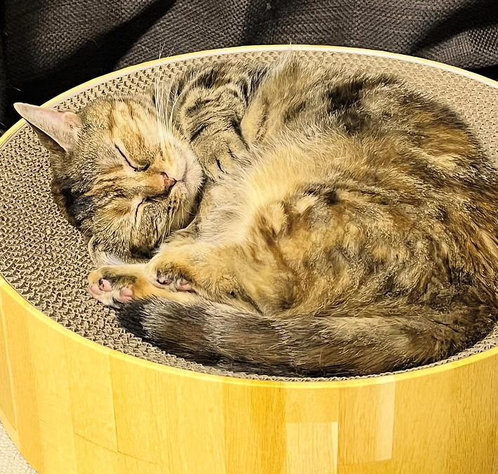 譲渡活動のご報告