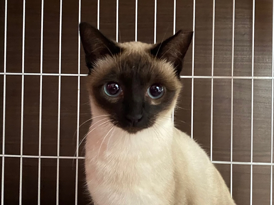 壱岐っ子、譲渡会へ