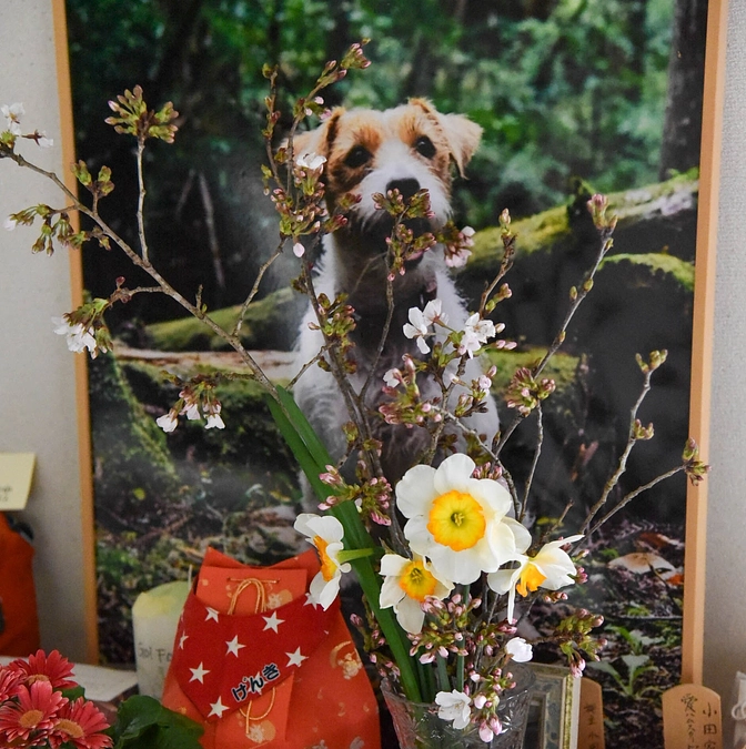 【ゲンキ１１回目の桜だよ！／１周忌を迎えて】