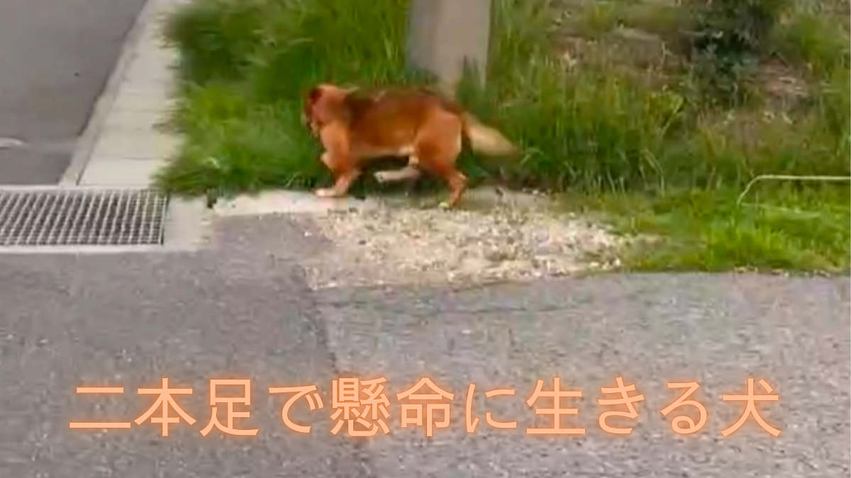 二本足で懸命に生きる犬