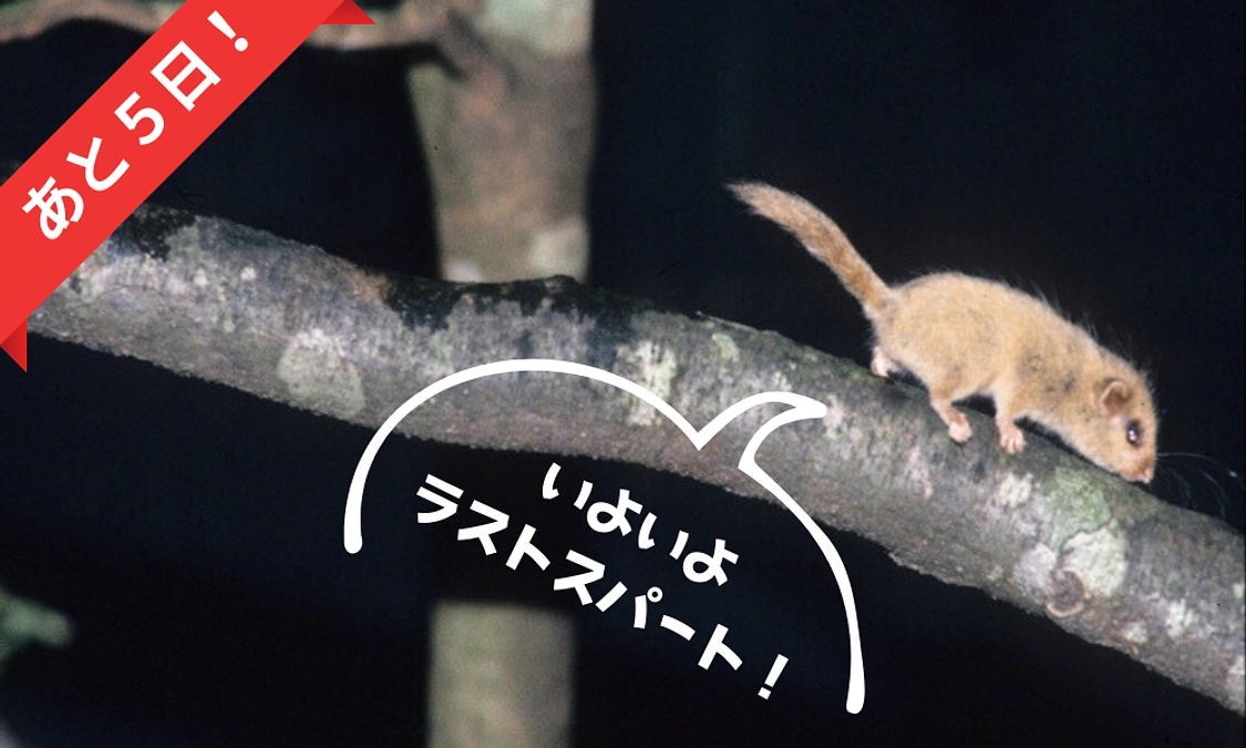 【あと5日！】いよいよラストスパートです！🏃‍♂️