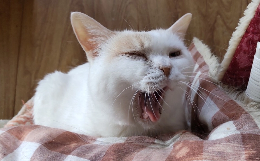 ハーツ活動応援コース3000