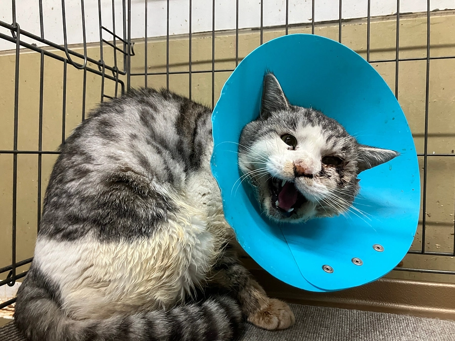 はじめまして【ぎん君】