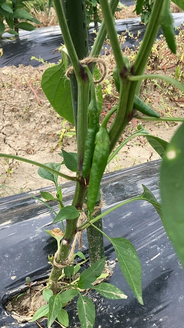 続々と実ってきました！